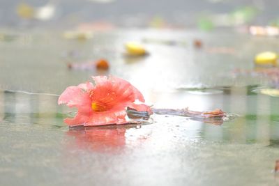 Close-up of dead fish in water