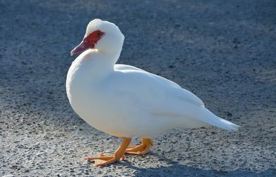 Close-up of bird in water