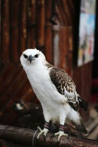 White bird perching on wood