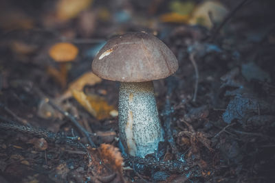 Close-up of mushroom growing on field