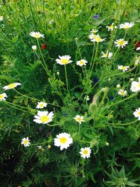 High angle view of flowers blooming on field