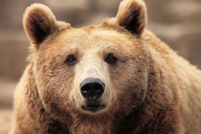 Close-up portrait of bear