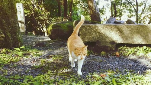 Cat standing on tree