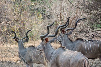 Deer standing in forest