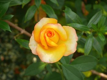 Close-up of rose flower