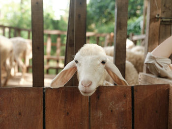 Close-up of a goat