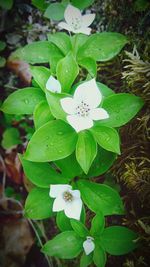 Close-up of white flowers