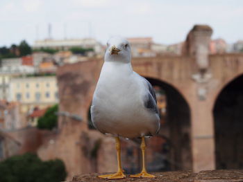 Close-up of bird perching against sky