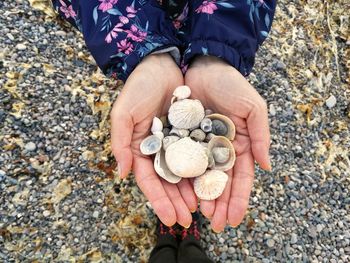 Cropped hands of woman holding seashells by person standing on pebble stones