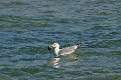 View of duck swimming in lake