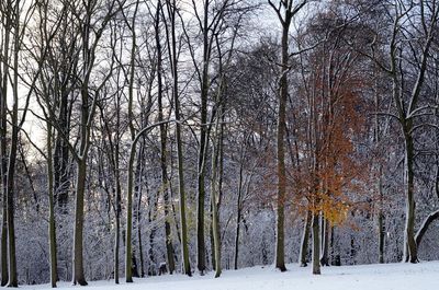 Bare trees in forest during winter