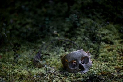 Fake human skull. decorative skull. an artificial human skull lie on the ground in the forest. moss.