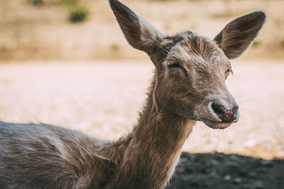 Close-up of deer