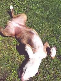 High angle view of dog on field