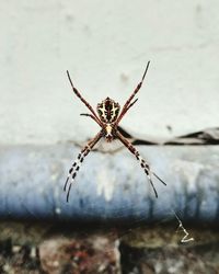 Close-up of spider on web