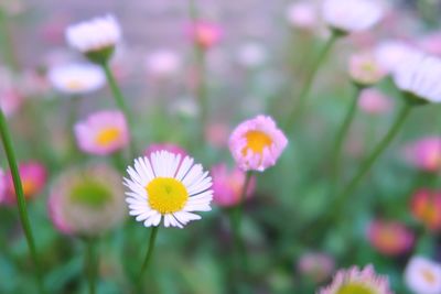 Close-up of flowers blooming outdoors