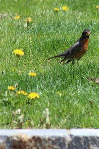 Close-up of insect on grass