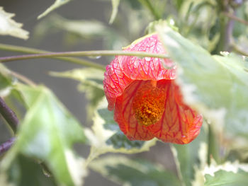 Close-up of red flower on plant