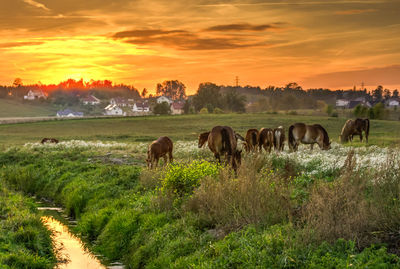 Horses grazing in field during sunset