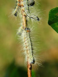 Caterpillars on limb of tree