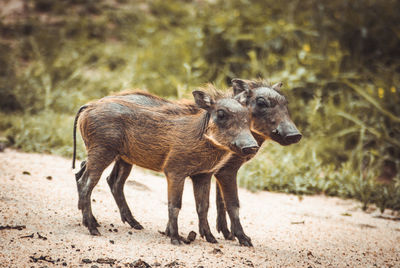 Baby warthogs