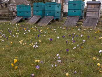 Close-up of crocus flowers