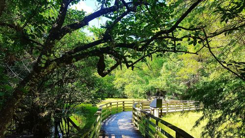 Footbridge over river in forest