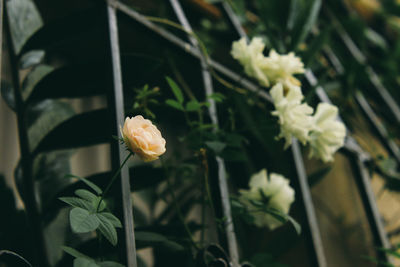 Close-up of flower blooming outdoors