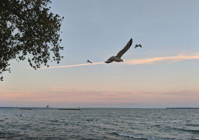 Seagulls flying over sea against sky