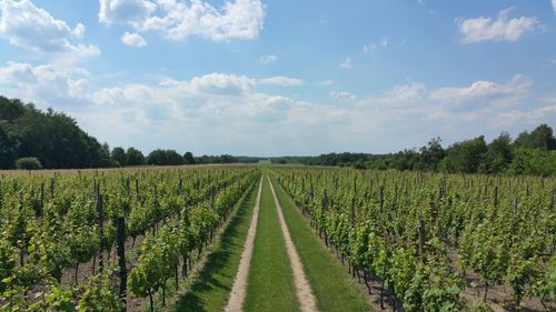 Scenic view of vineyard