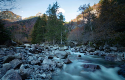 Surface level of stream flowing through rocks in forest