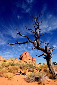 Bare trees on landscape