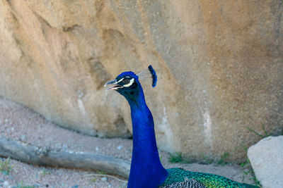 Close-up of a peacock