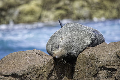 Close-up of rocks against blurred background
