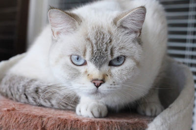 Close-up portrait of a cat