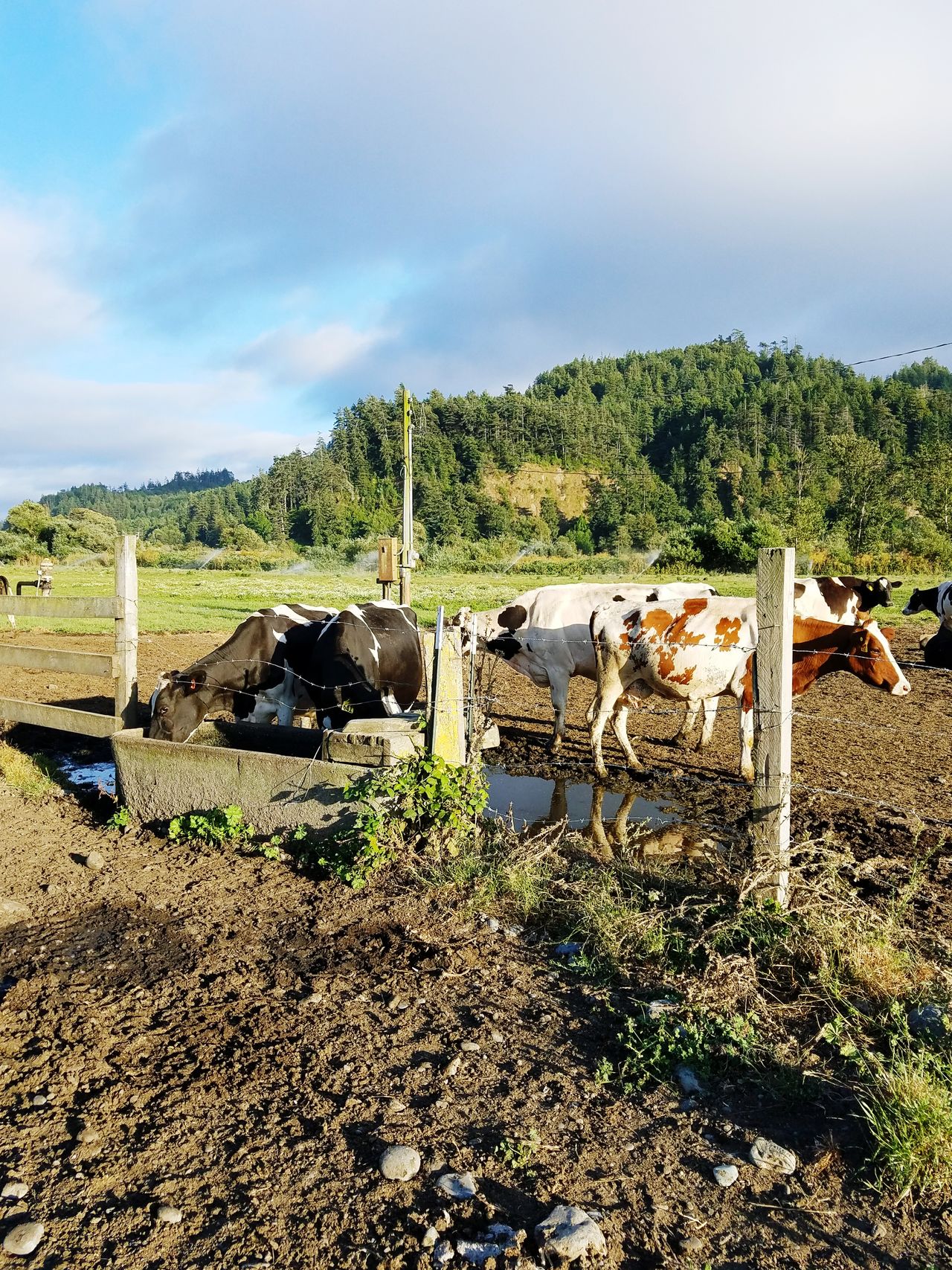 Holstein cows