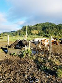 Cows grazing on field against sky