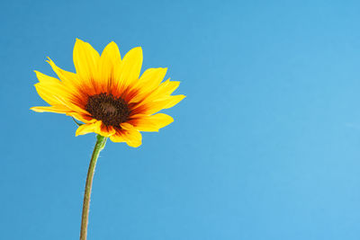 Close-up of yellow flower against blue sky