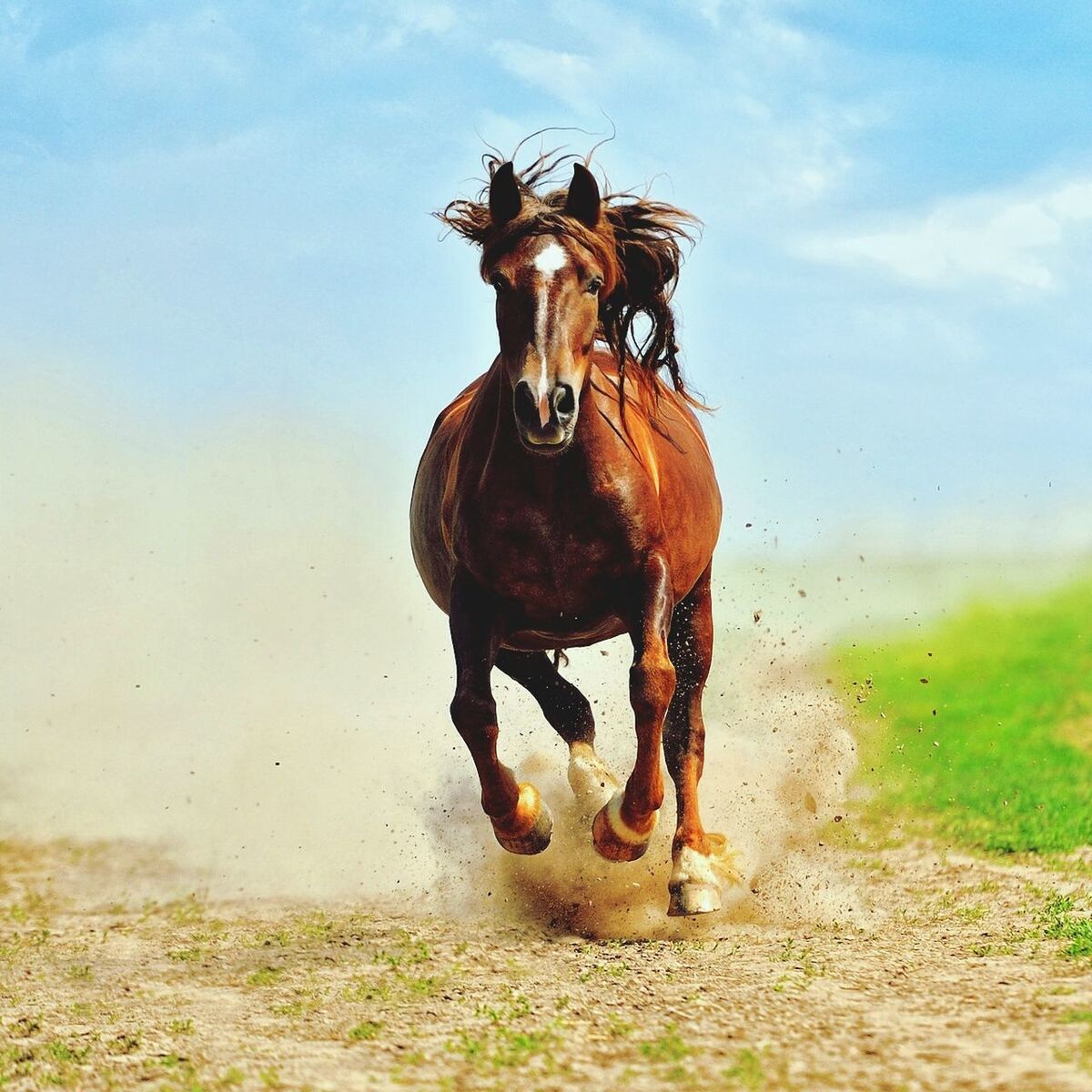 PORTRAIT OF HORSE ON FIELD