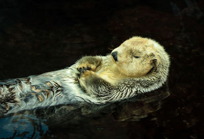 Sea otter posing in the water