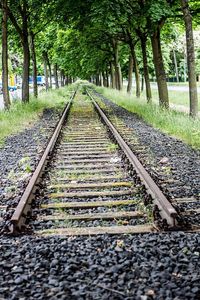 Surface level of railroad track along trees