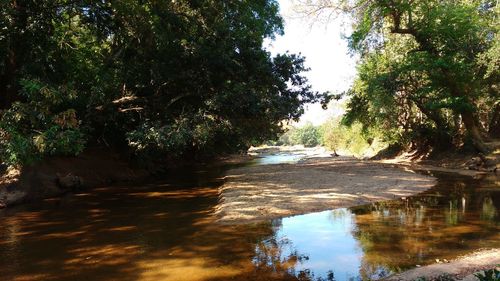 River flowing through forest