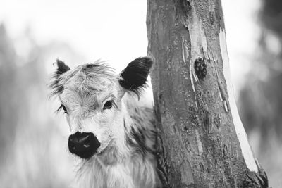 Close-up of calf by tree trunk