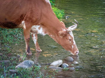 A cow drinks
