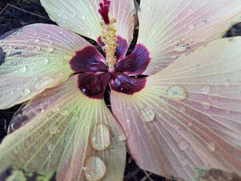 Macro shot of pink flower