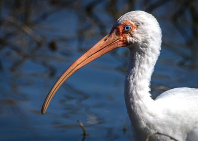 Close-up of bird