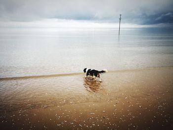 Dog standing on beach