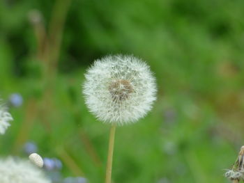 Close-up of dandelion