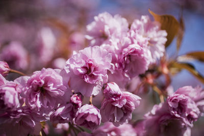 Close-up of pink cherry blossoms