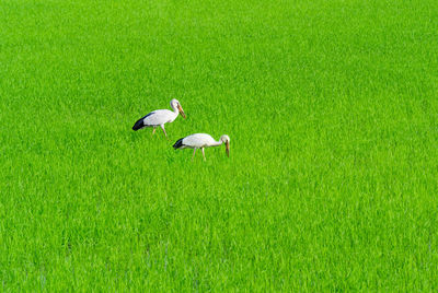 Ducks on grass